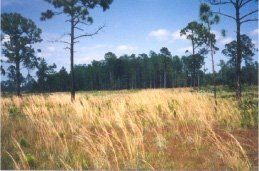 Colbert-Cameron Mitigation Bank