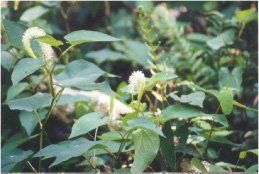 Colbert-Cameron Mitigation Bank