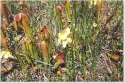 Colbert-Cameron Mitigation Bank