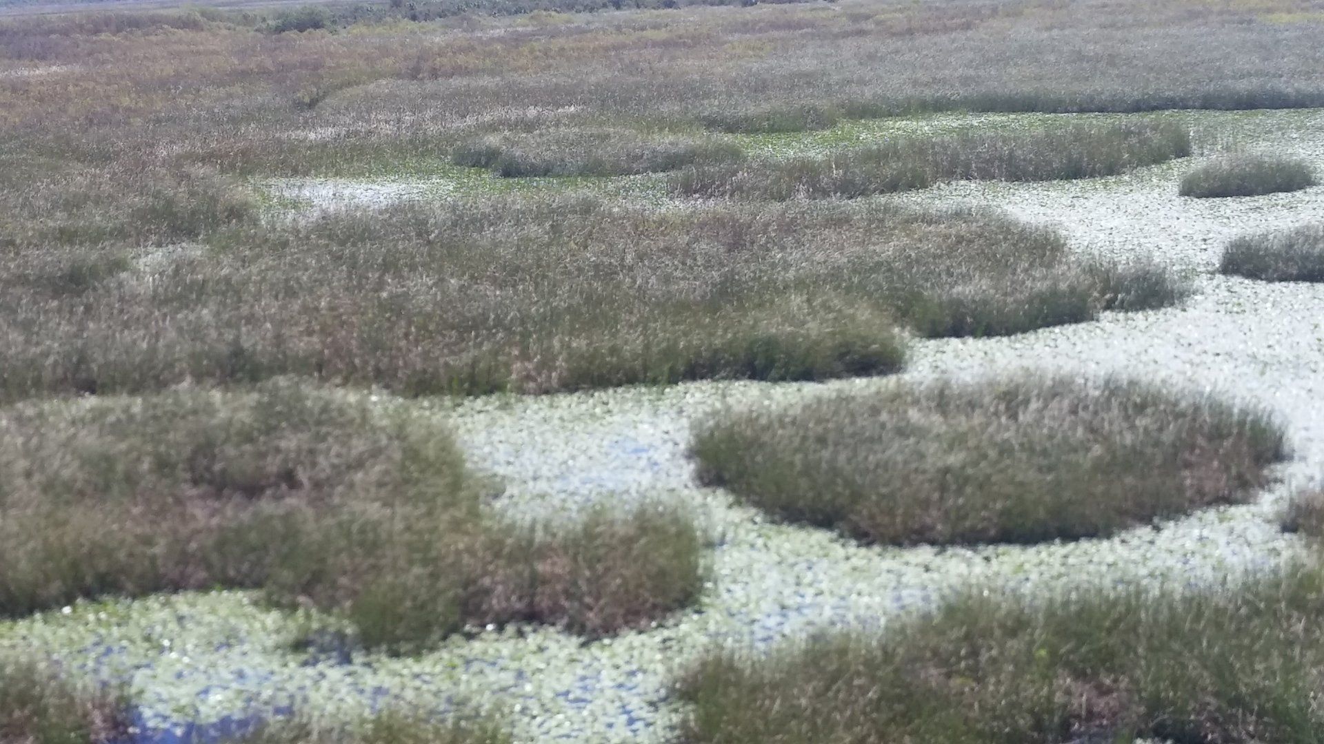 Lake Washington Mitigation Bank