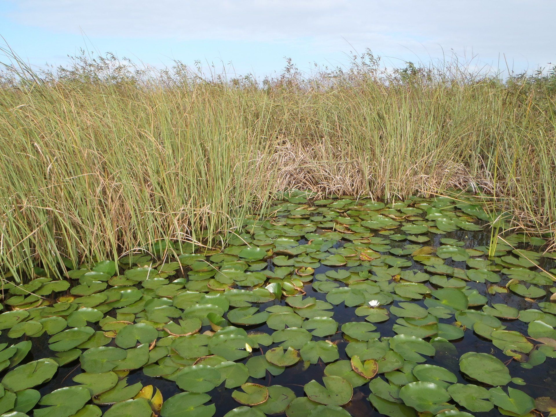 Lake Washington Mitigation Bank