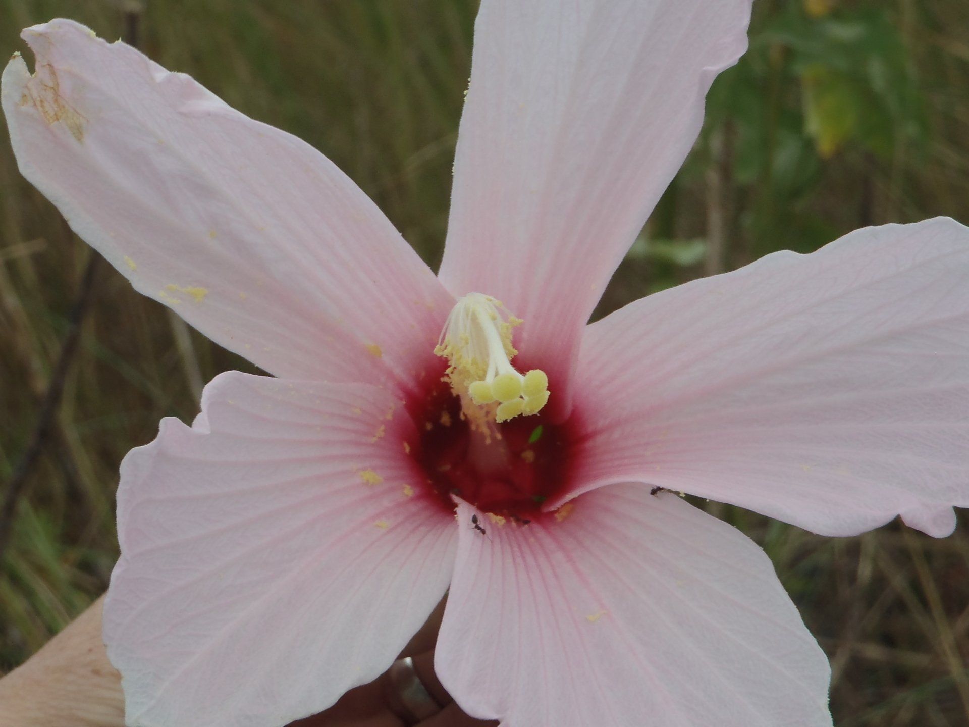 Lake Washington Mitigation Bank