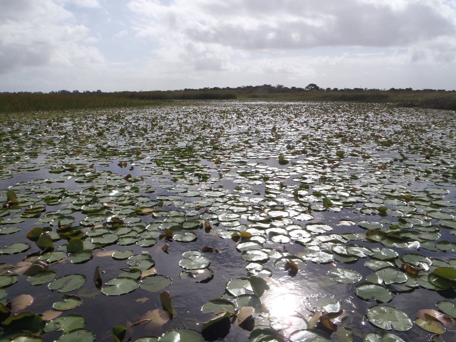 Lake Washington Mitigation Bank