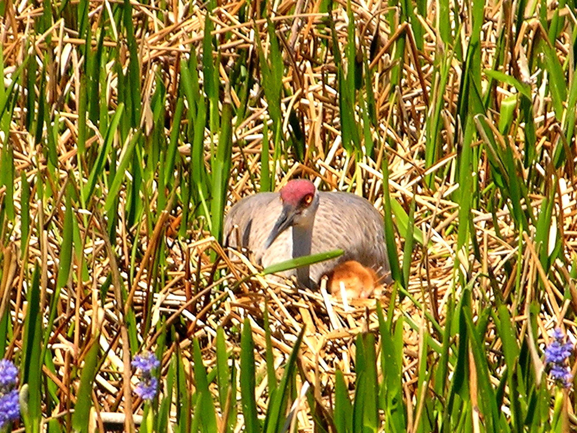 Alafia River Mitigation Bank