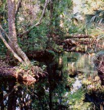 Blackwater Creek Mitigation Bank