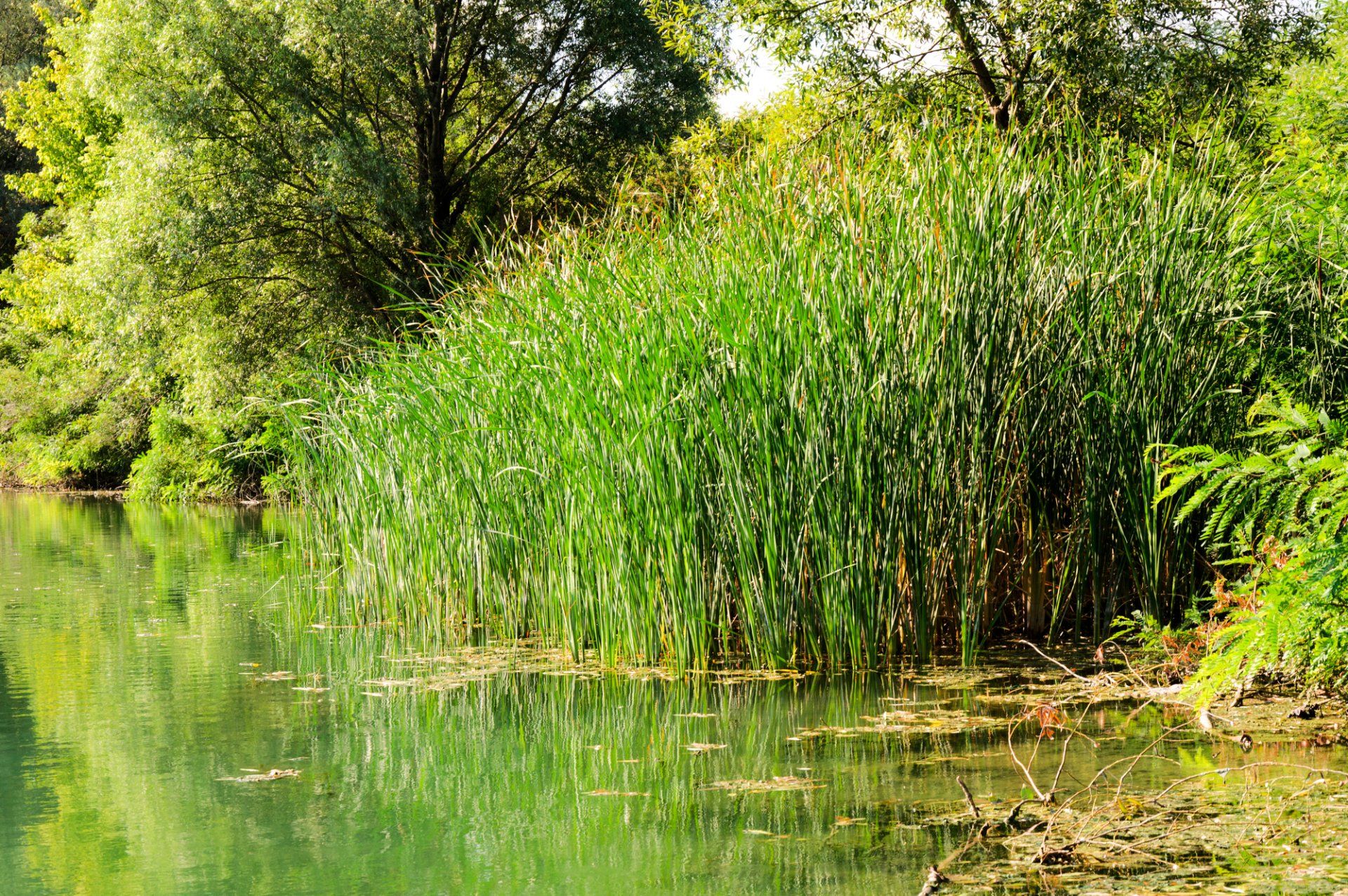 Wetland Mitigation Banking Florida