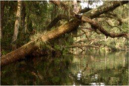 Alafia River Mitigation Bank