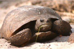 Alafia River Mitigation Bank