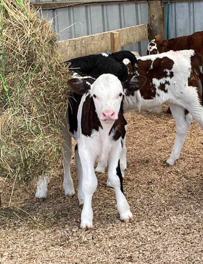 Calf with black and white spots stands in a barn, looking at the viewer, with other calves nearby.