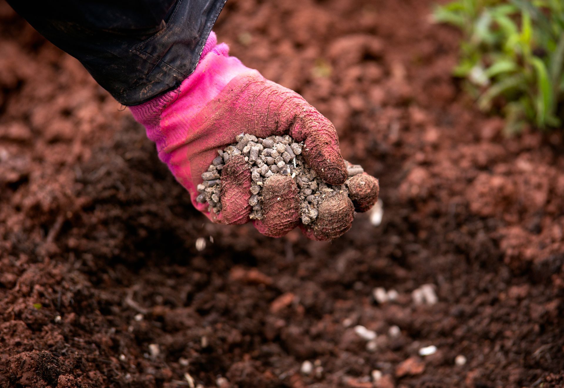 A person is holding a handful of fertilizer in their hand.