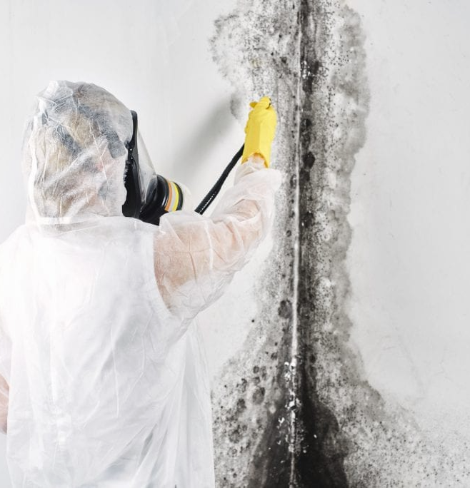 Mold Removal Florida