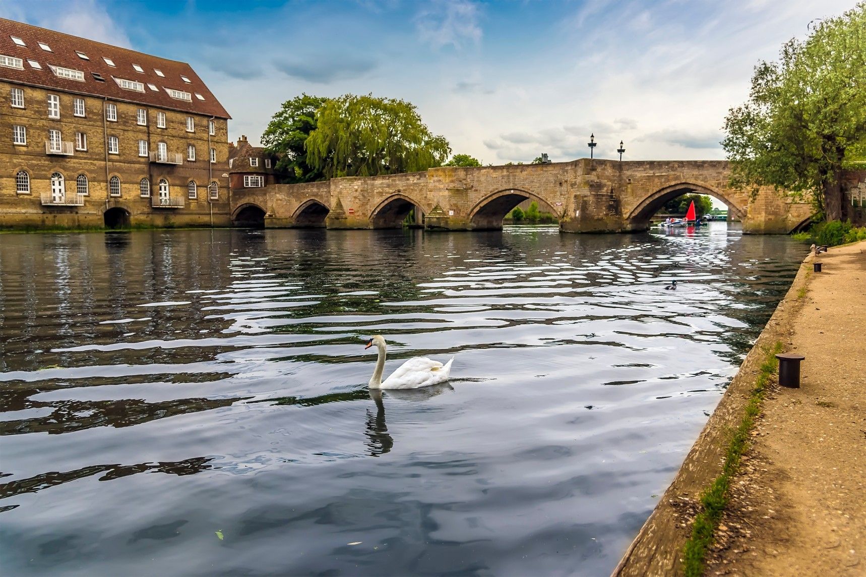 Swan swims on a river under a stone bridge in front of a historic building.
