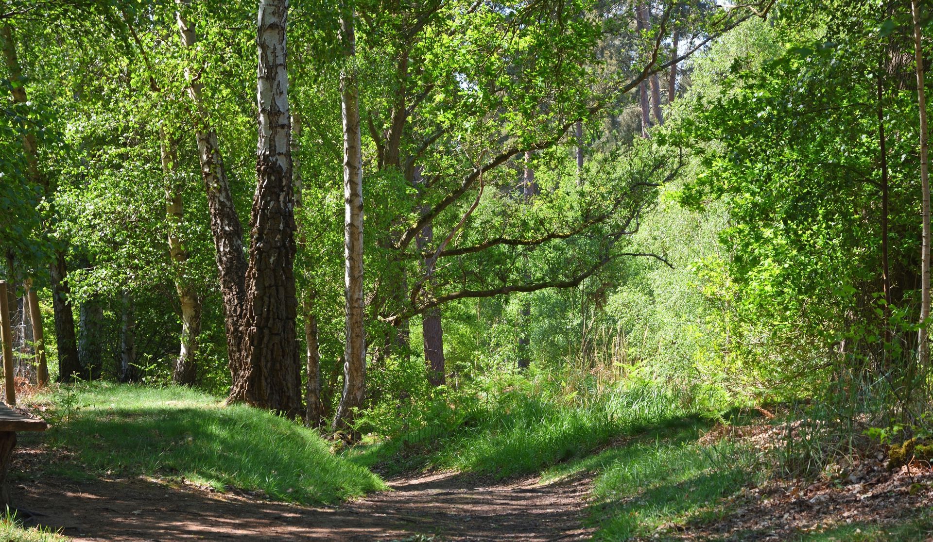 A path through a lush green forest on a sunny day.