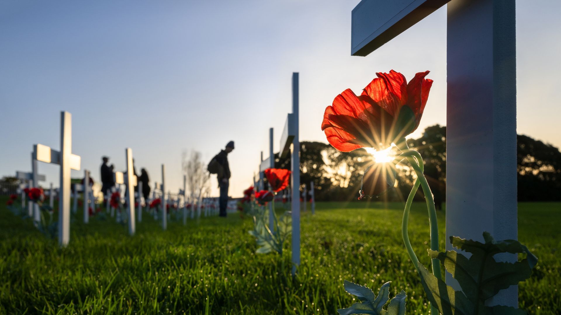 A red poppy is growing next to a white cross in a cemetery.