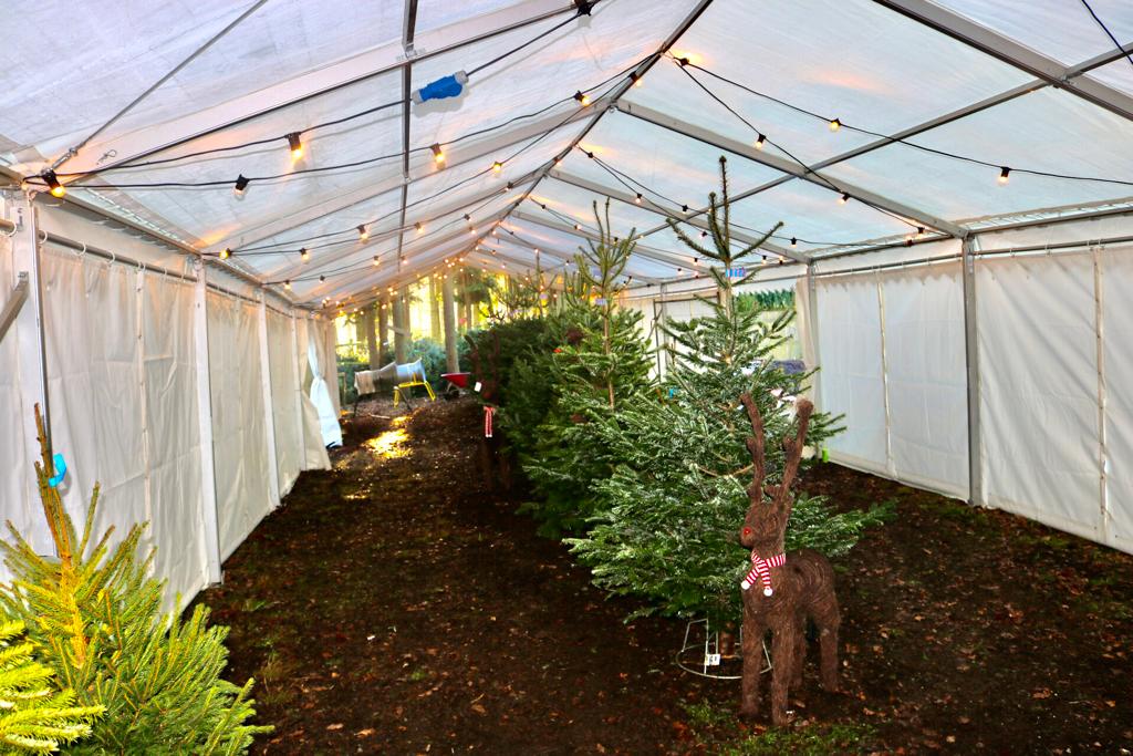 A christmas tree and a reindeer statue are inside of a tent.