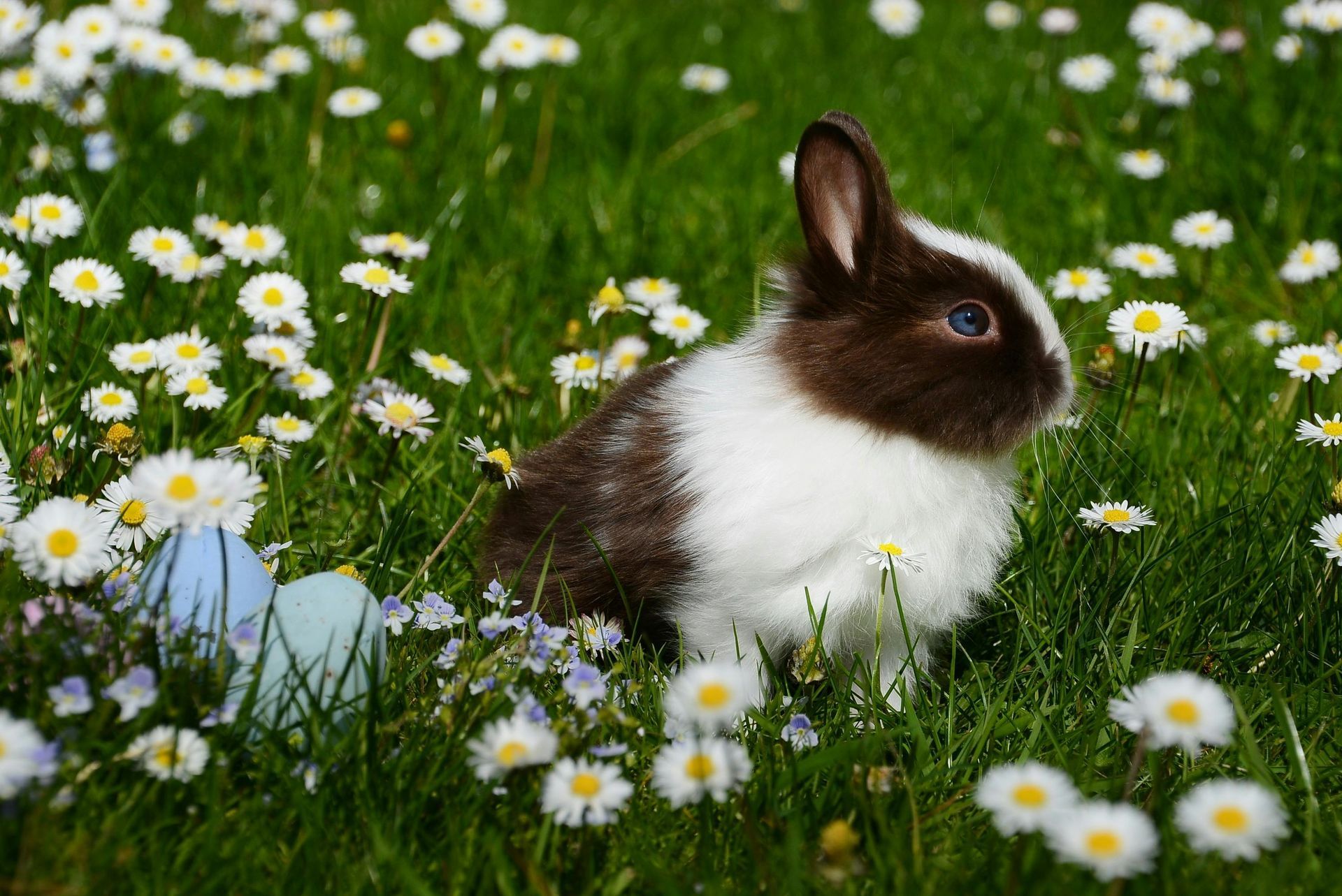 A brown and white rabbit is sitting in a field of daisies next to an easter egg.