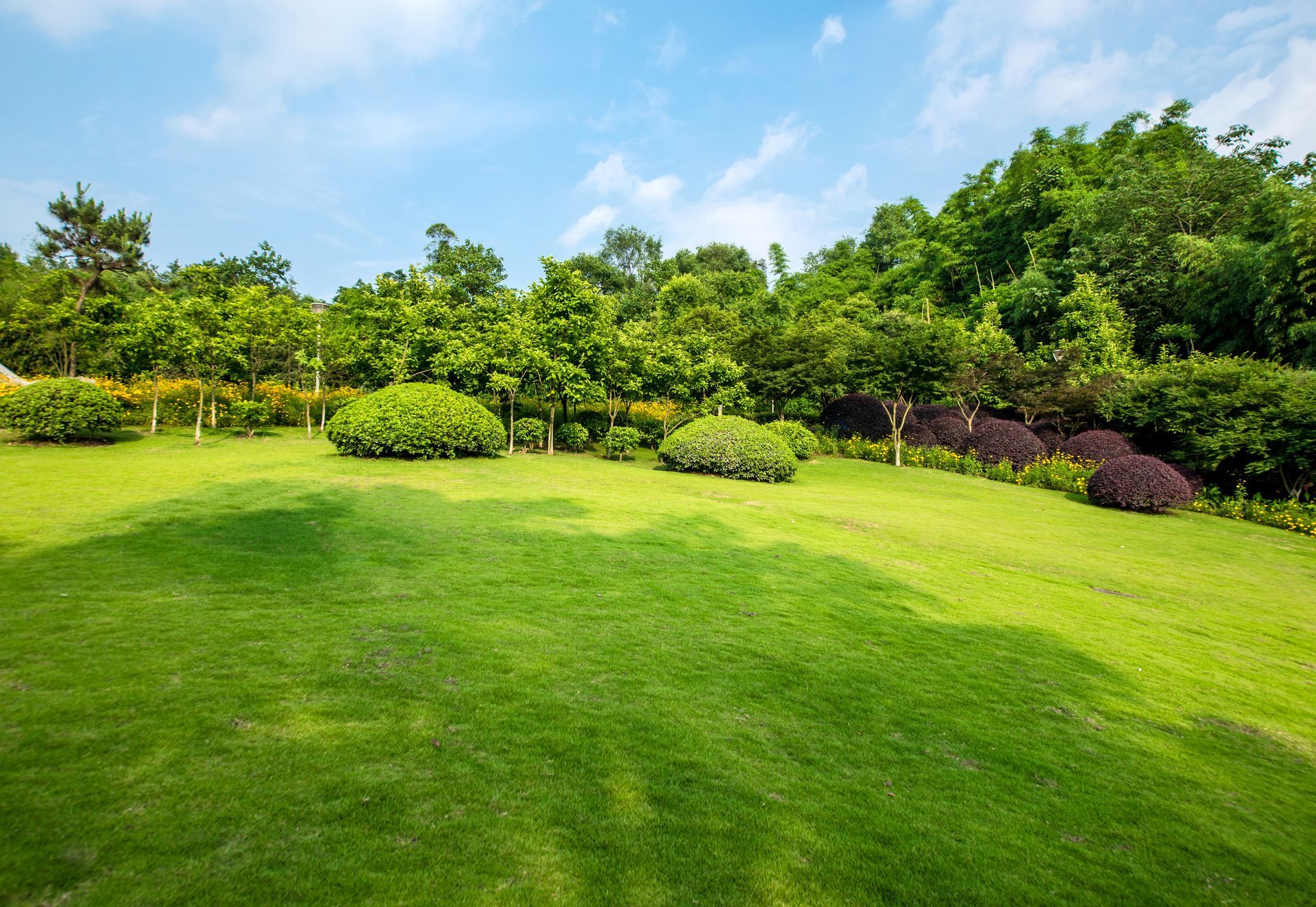 Lush green lawn sloping up towards a line of trees and bushes under a bright blue sky.