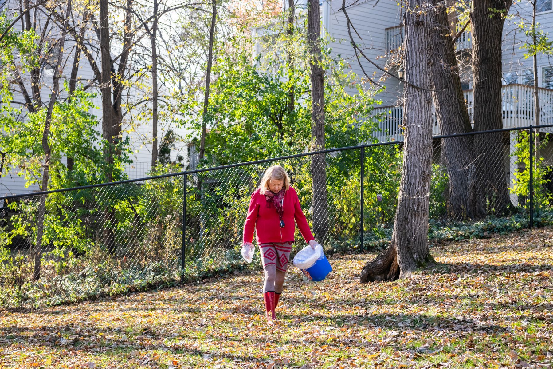 Golden Retriever sitting on green turf, looking up with a soft expression, wearing a red collar.
