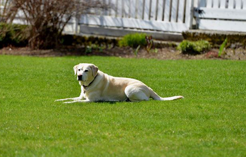 Yellow Labrador dog resting on green lawn in front of a white picket fence.