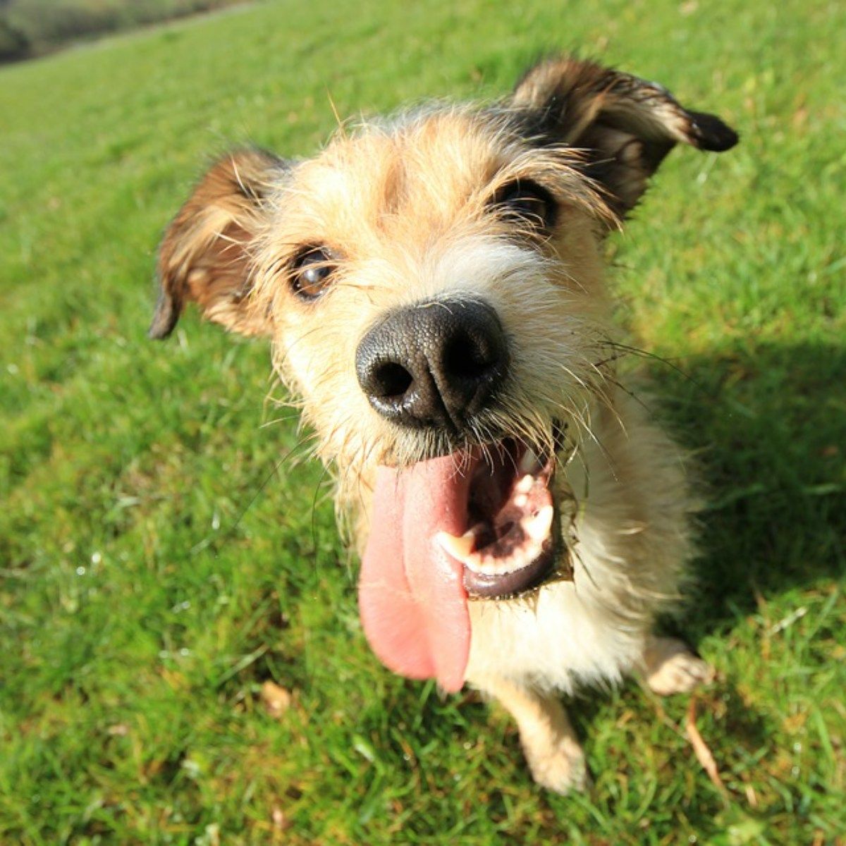 Smiling, tan and white scruffy dog with tongue out, on green grass.