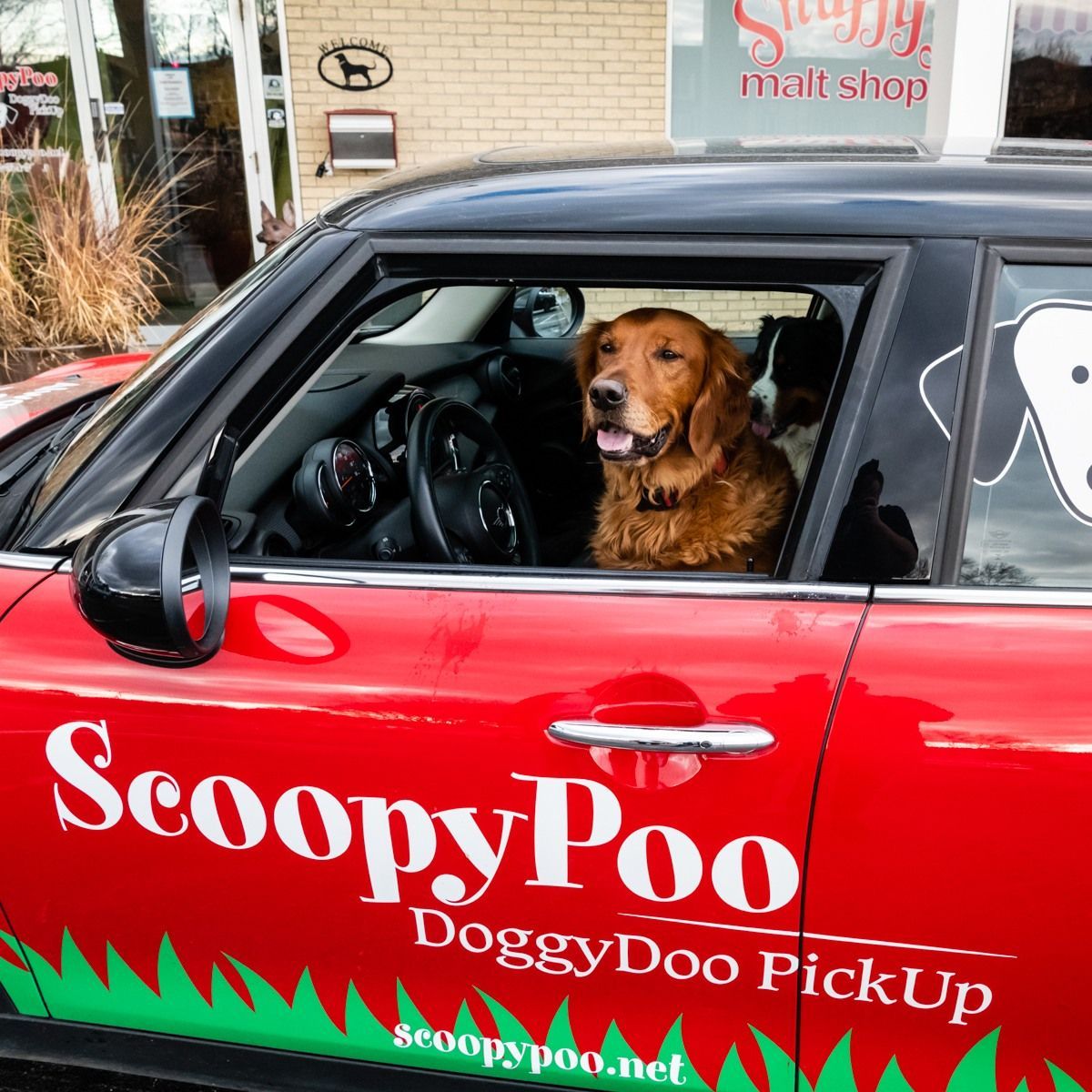 Golden retriever sits in red car with 