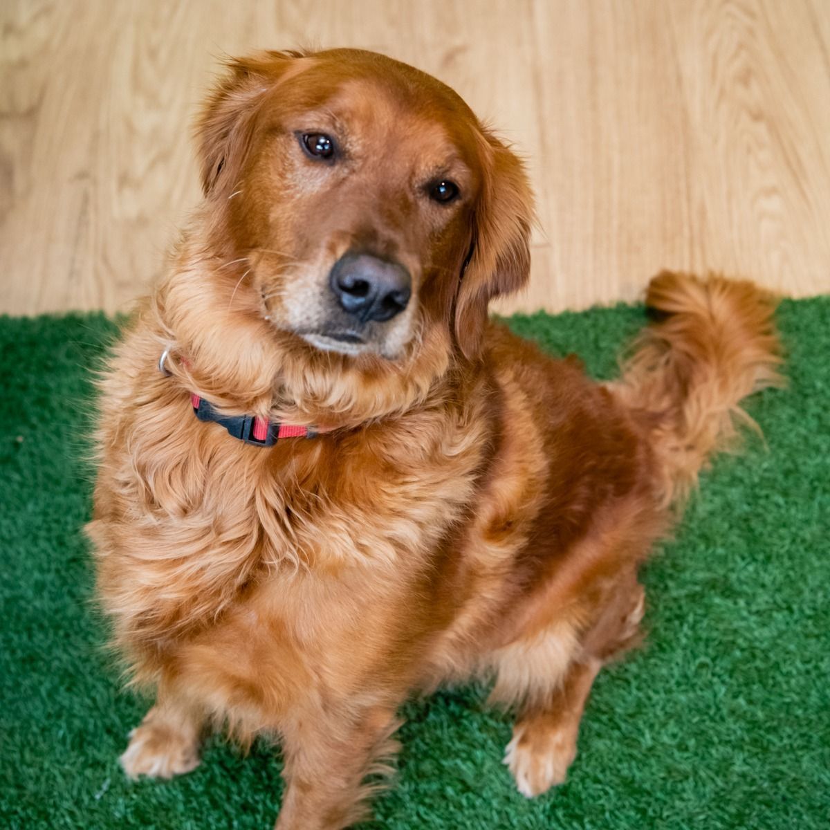 Golden retriever sitting on green turf, wearing a red collar, looking up with a soft expression.