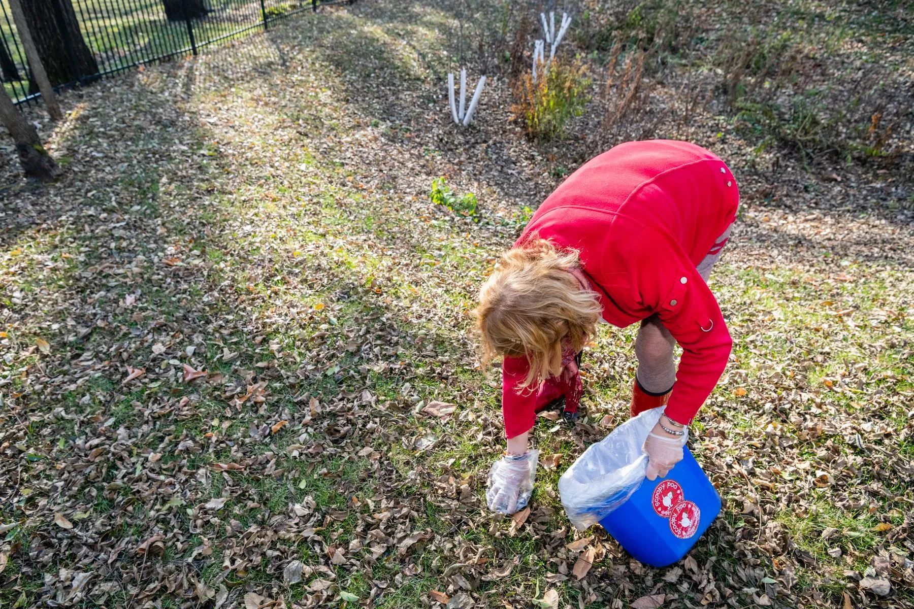 Person in red bent over, collecting debris in a blue bucket in a grassy area with fallen leaves.