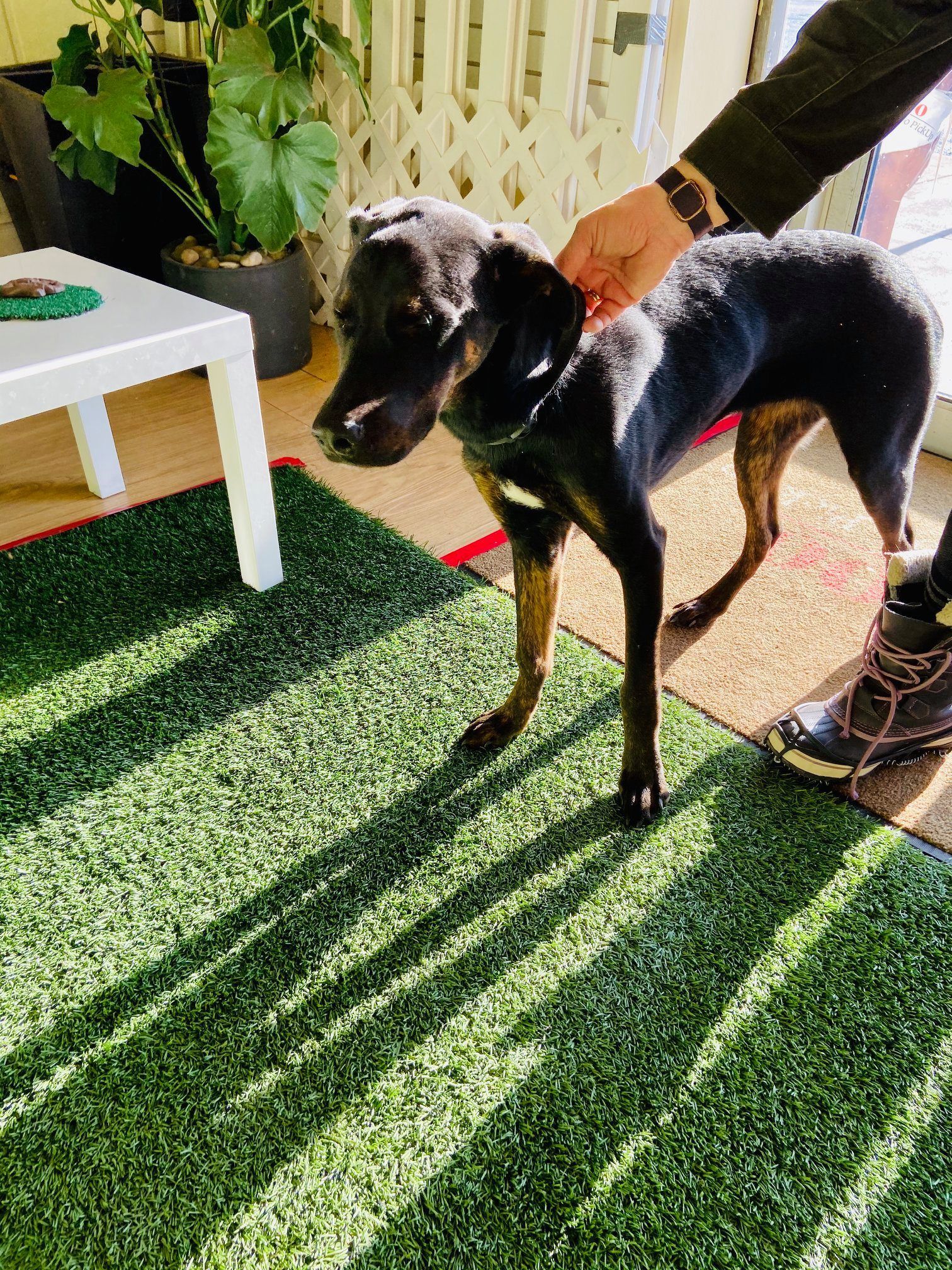 Black dog with brown legs being petted on a green rug near a small table.