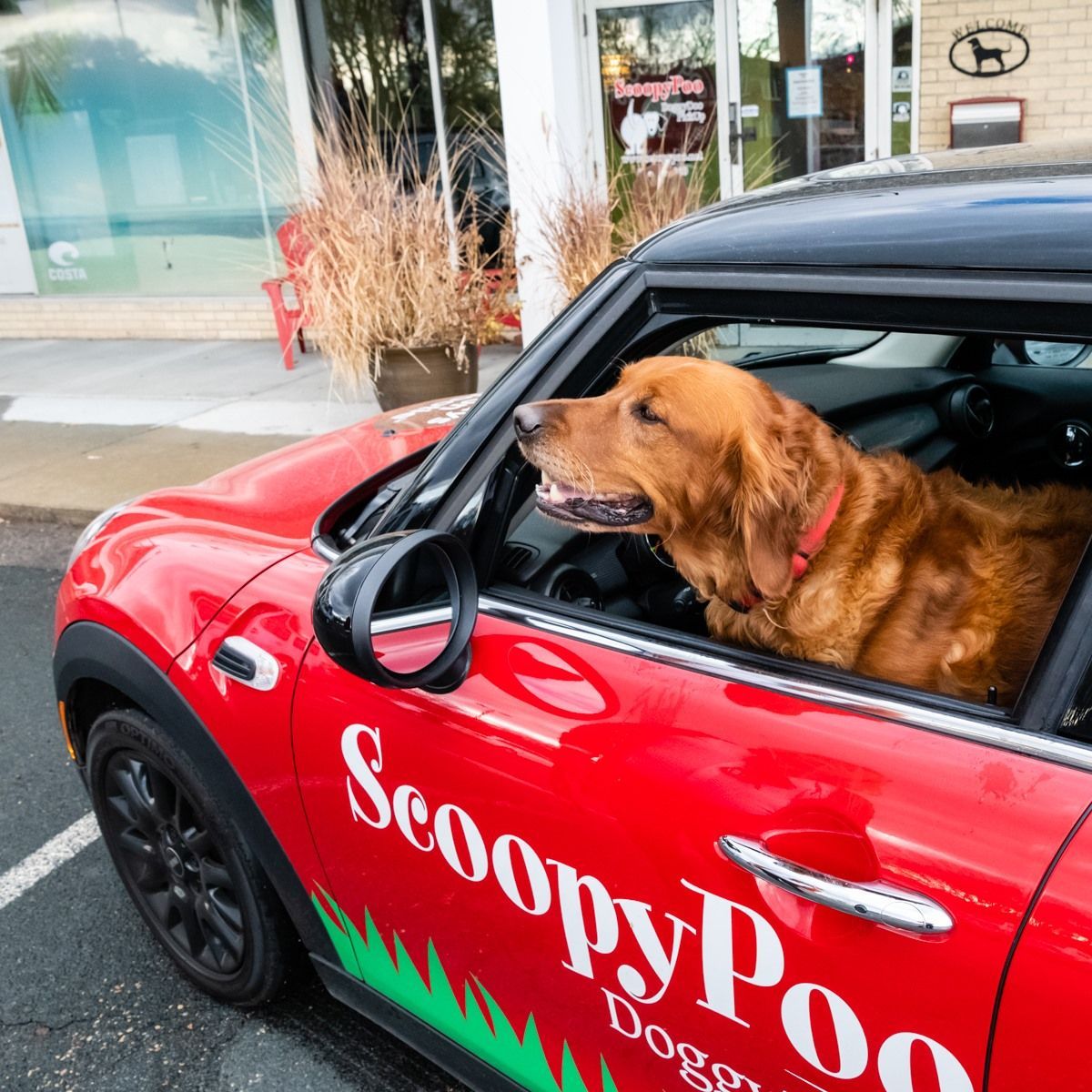 Golden Retriever in red Mini Cooper, window down, parked in front of store with 