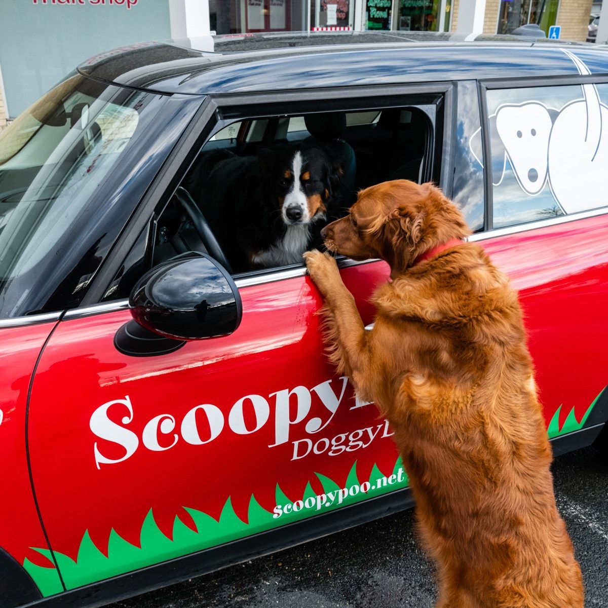Red car with "Scoopy Poo" logo; two dogs interacting at the window. Brown dog paws on the car; black and white dog inside.