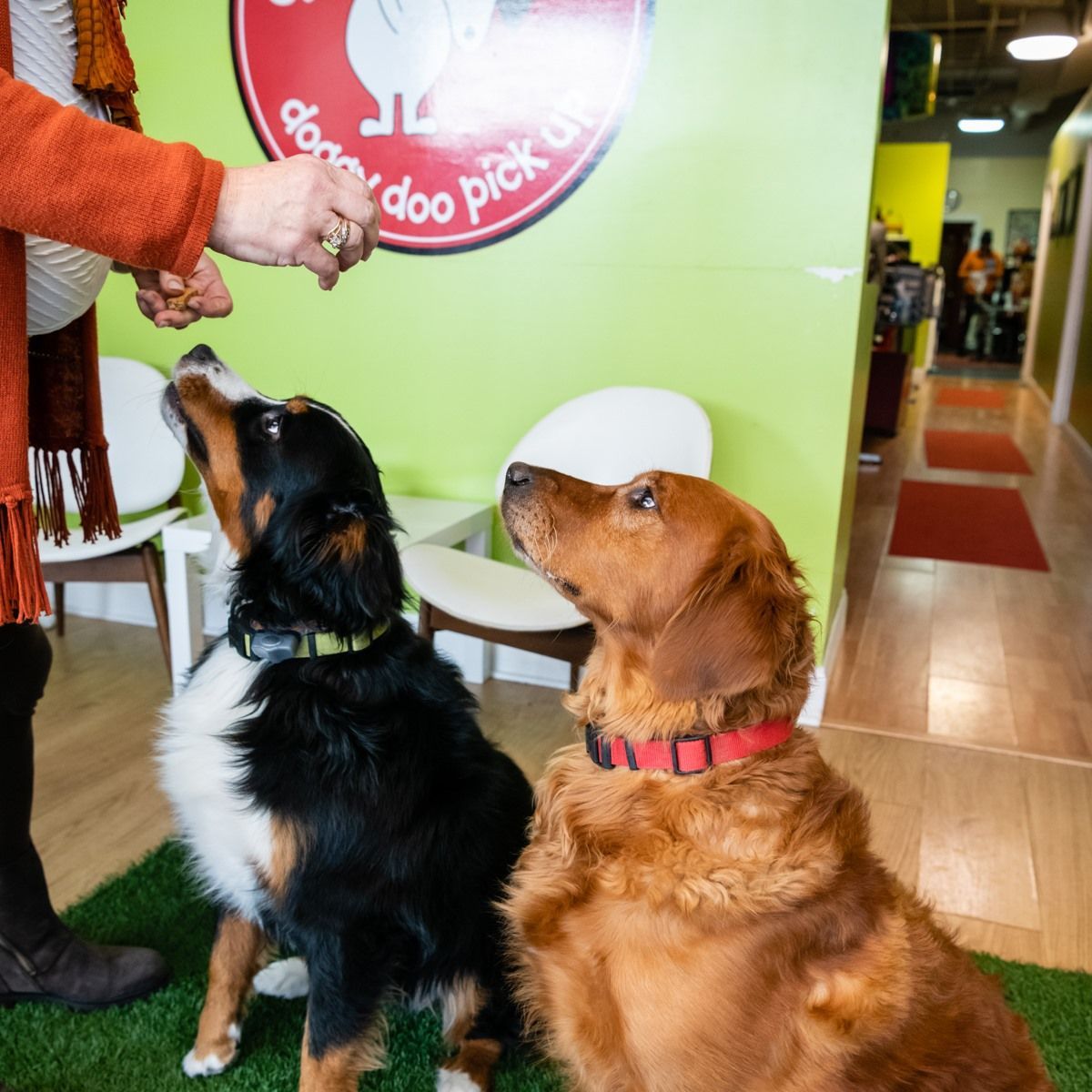 Two dogs look up towards a person holding a treat; dog-grooming shop.