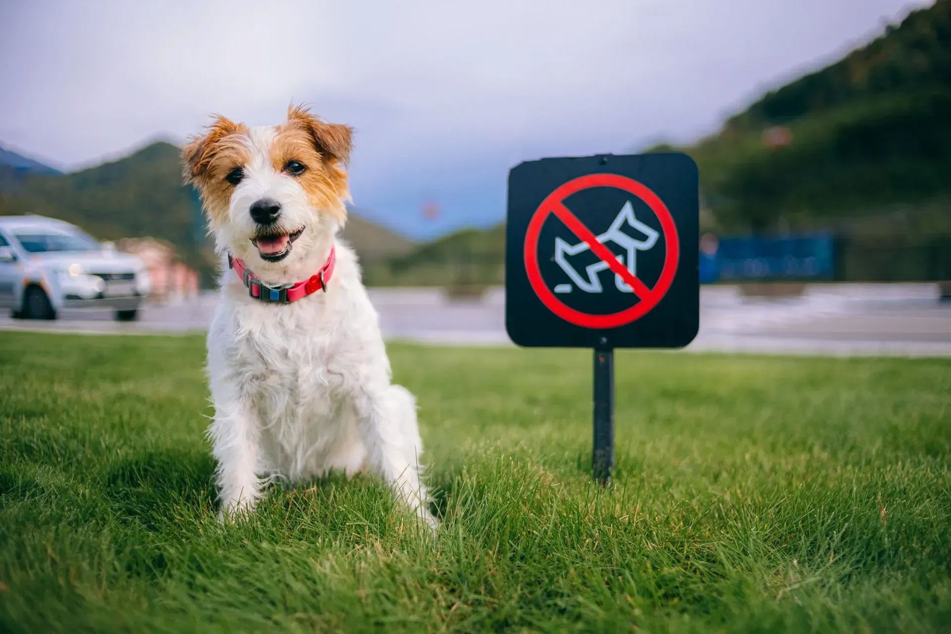 Dog sitting in grass next to a 