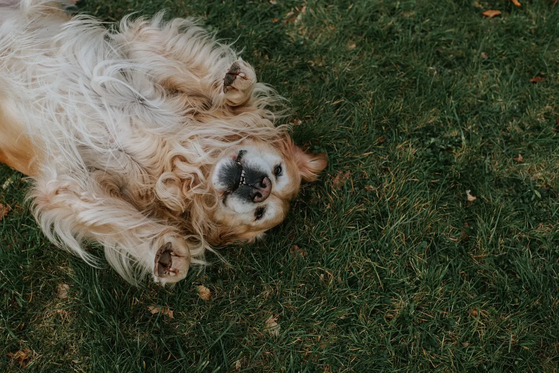 Golden retriever lying on back in green grass, smiling with paws up.