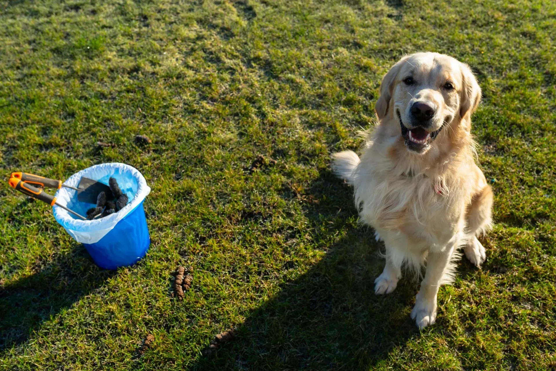 Golden retriever sits on grass with waste bucket and waste.