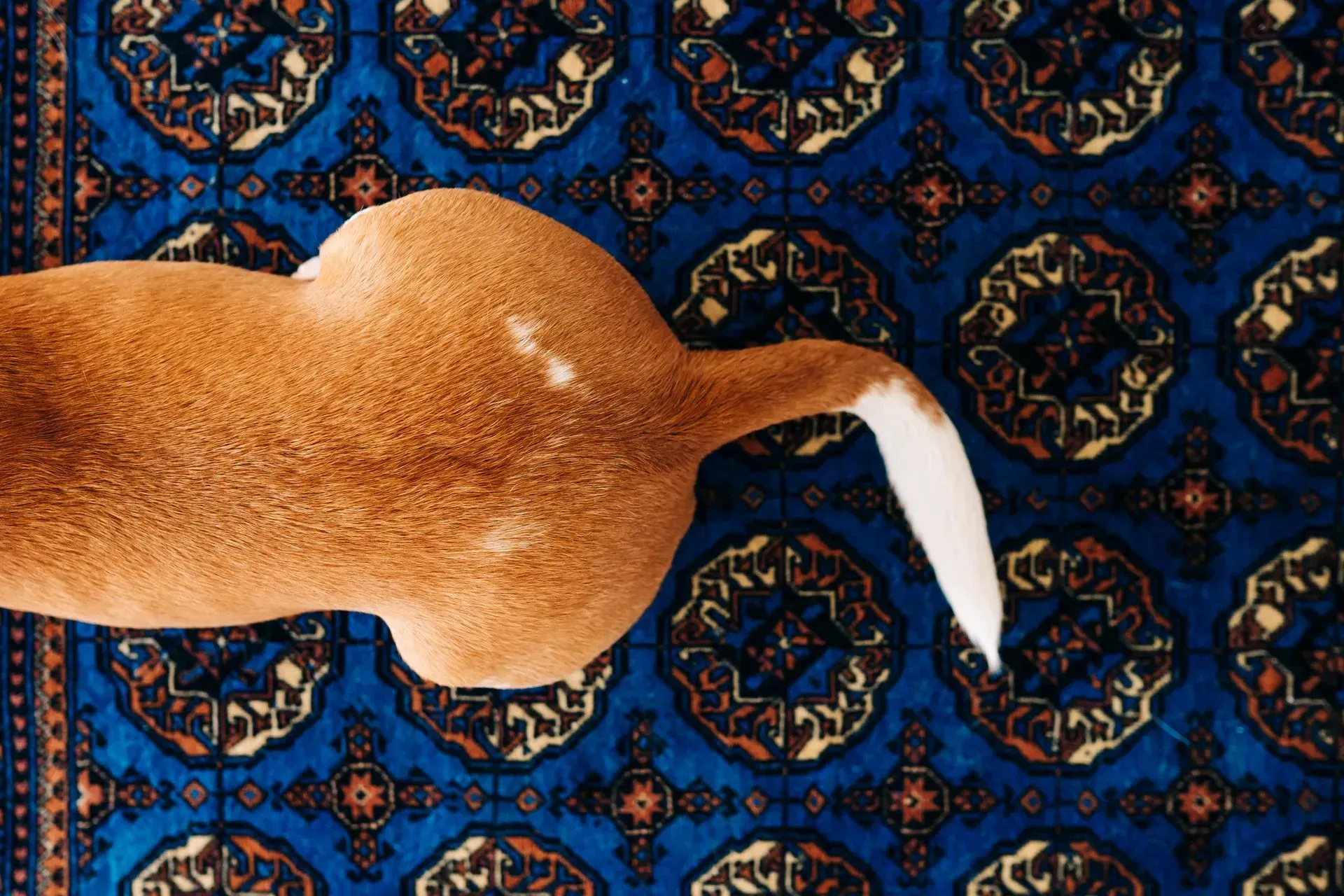 Brown dog rear with a white-tipped tail on a blue patterned rug.