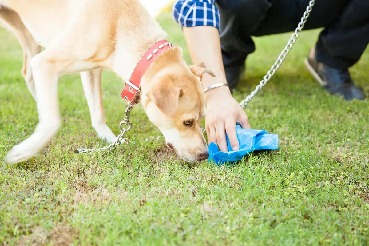 Dog on leash sniffs grass as person picks up dog waste with blue bag.