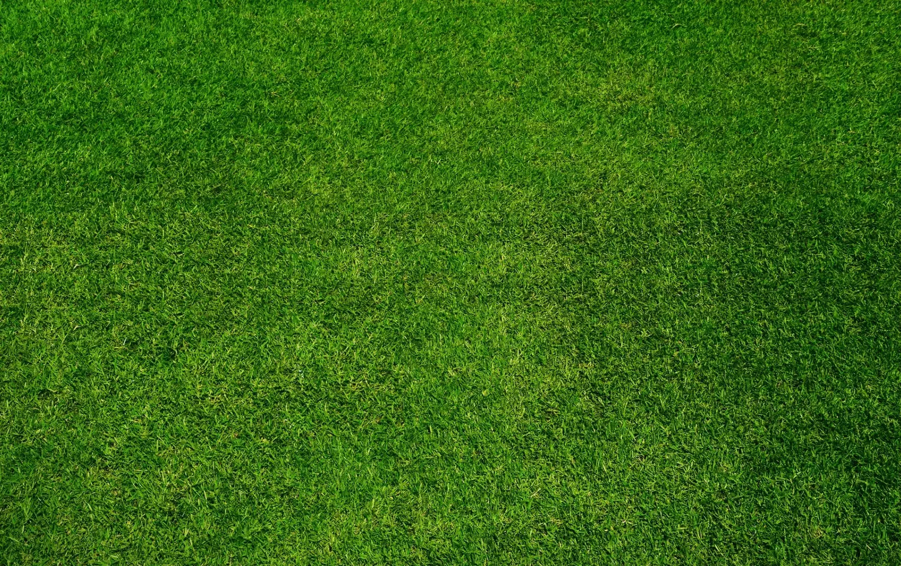 Green, lush, grass filling the frame.