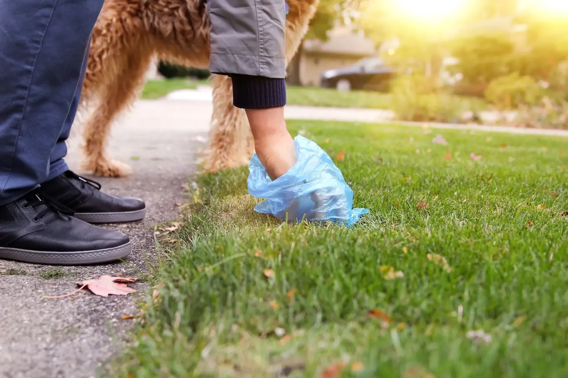 Person picking up dog waste with blue bag on grassy lawn near a sidewalk.
