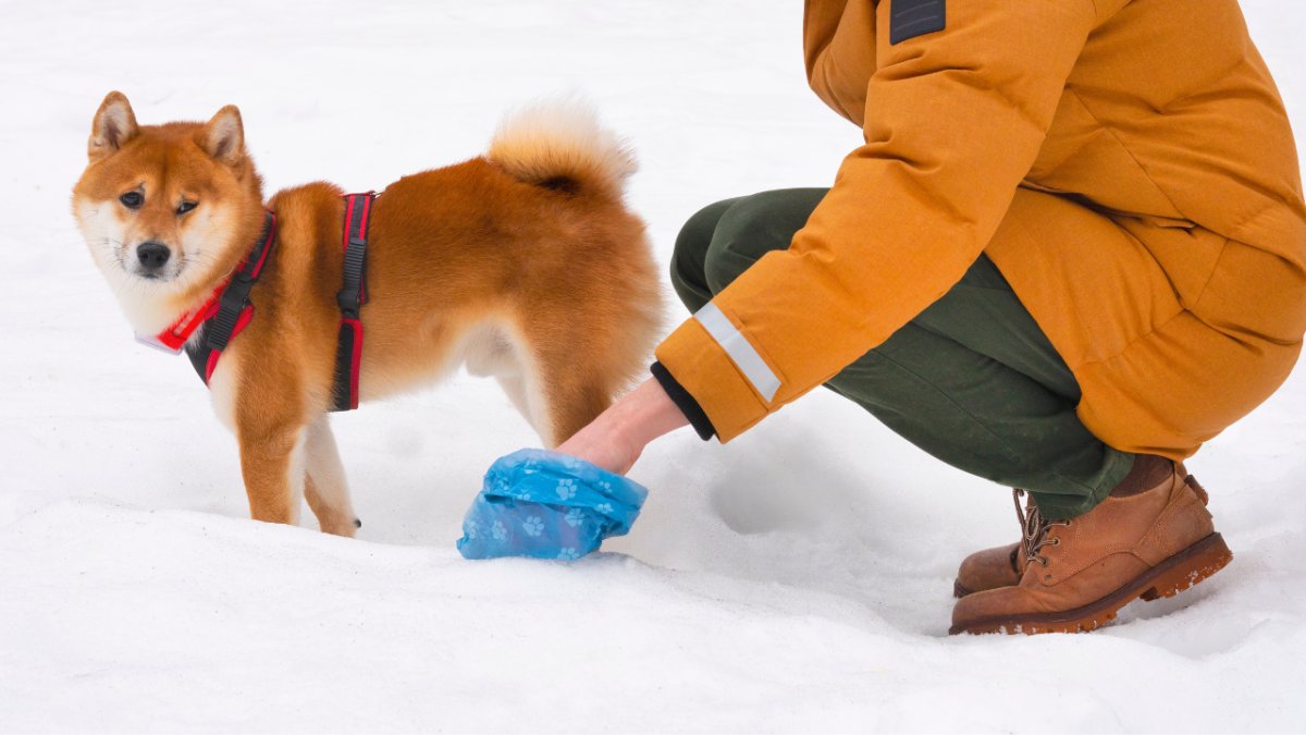 Person picking up dog waste with a blue bag in a park; dog on leash watches.
