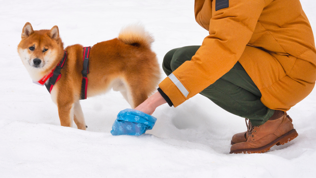 Person picking up dog waste with a blue bag in a park; dog on leash watches.