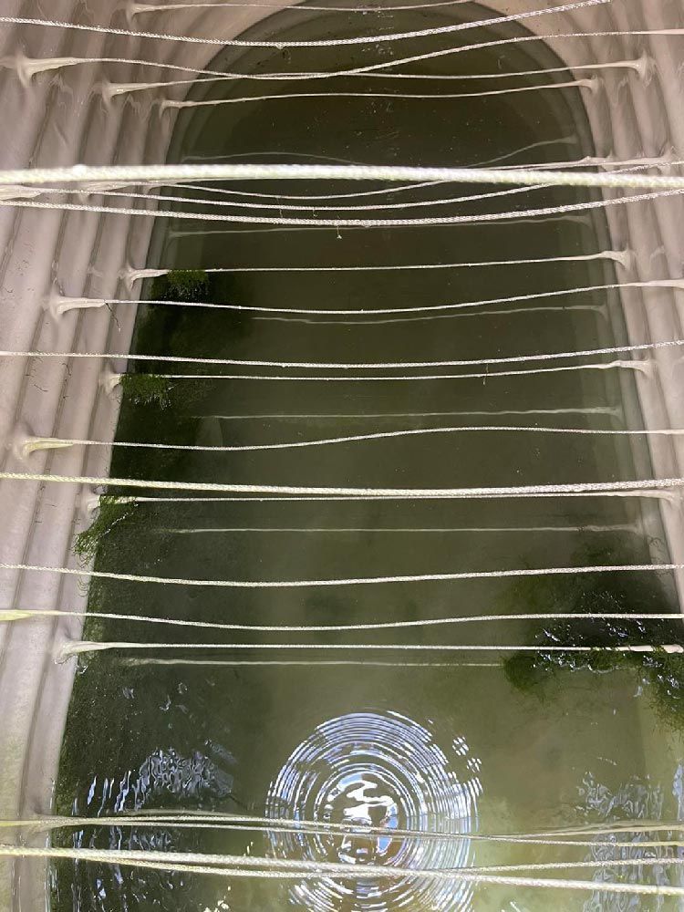 Water Tank with Moss — CQ Water Tank Cleaning in Berserker, QLD