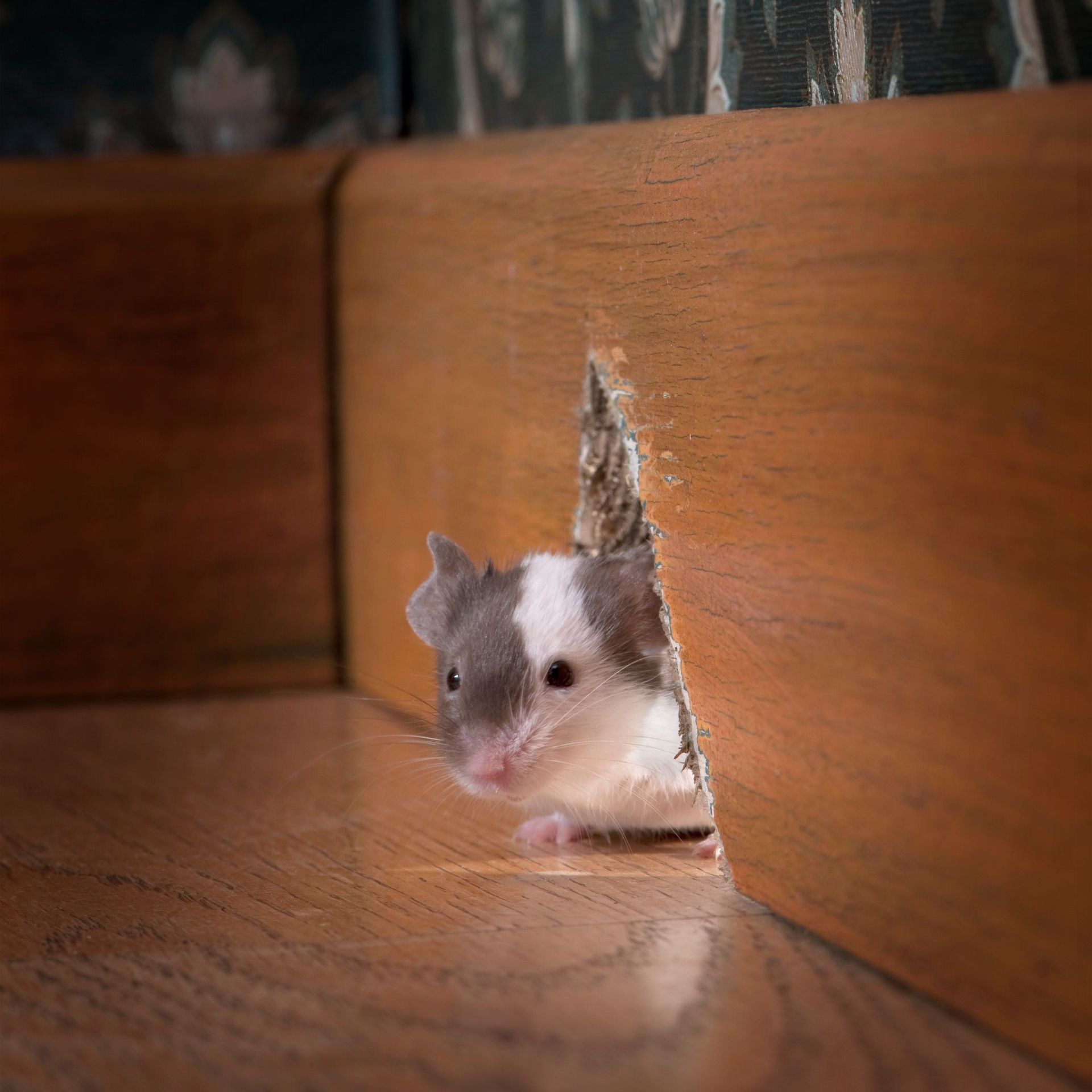 rat peeking from hole