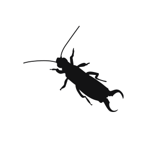 a black silhouette of an earwig on a white background