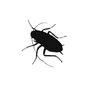a silhouette of a cockroach on a white background
