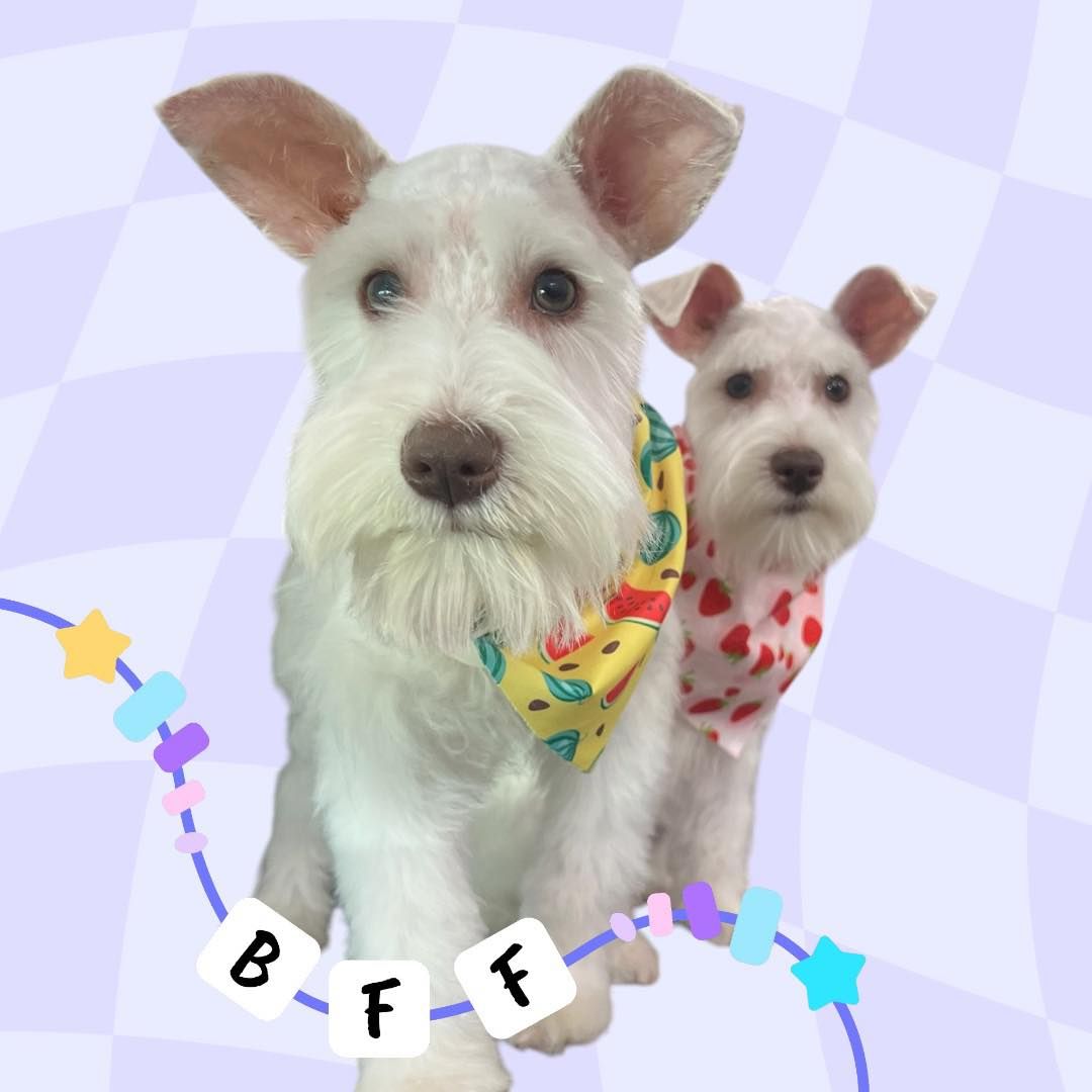 Two small white dogs with colorful bandanas against a pastel purple background, with “BFF” letters below