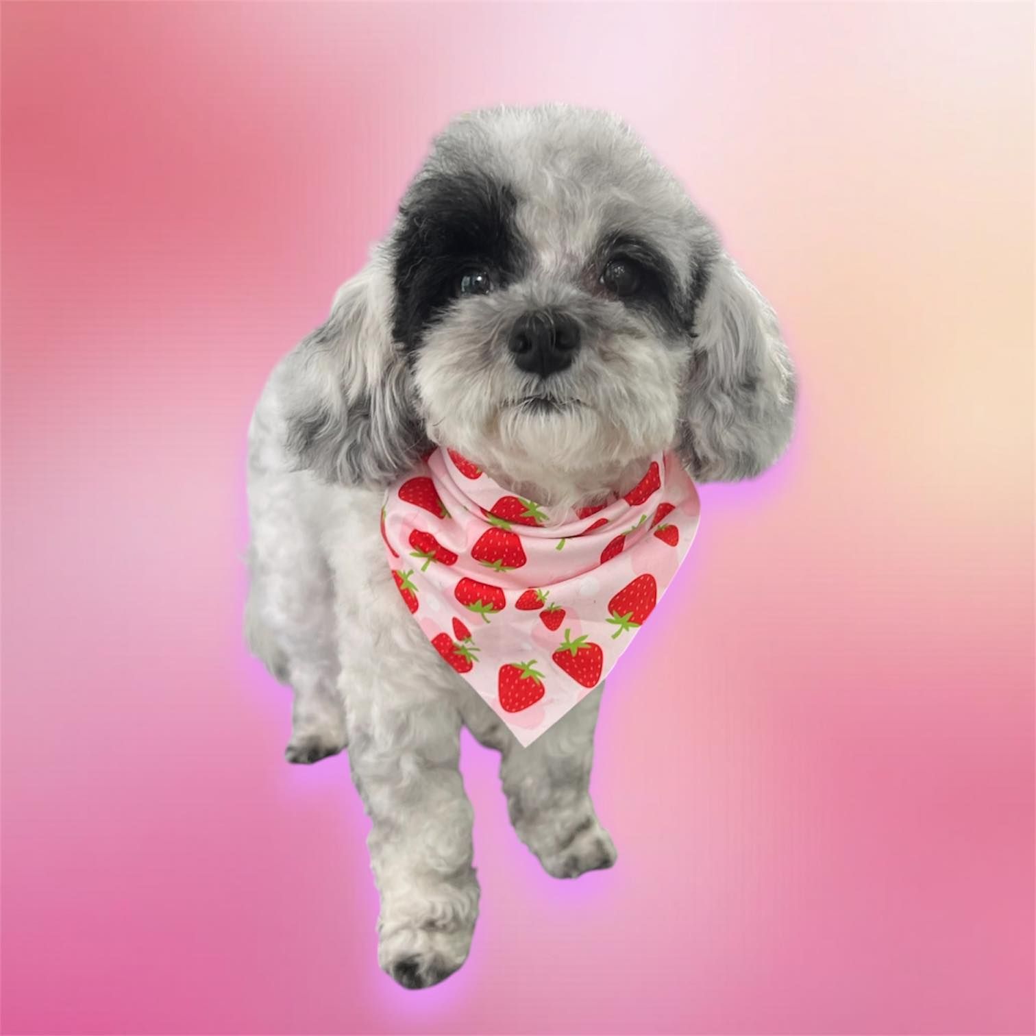 Small black-and-white dog wearing a strawberry bandana on a pink gradient background