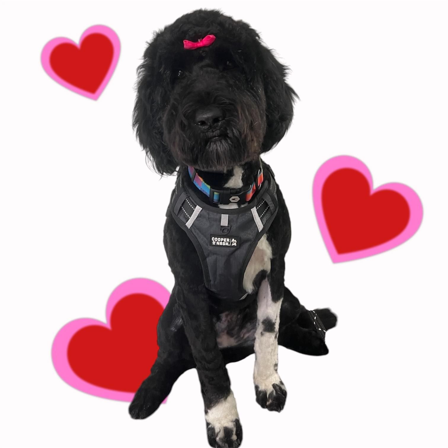 Black poodle in a harness with a pink bow, sitting on a white background with red hearts.