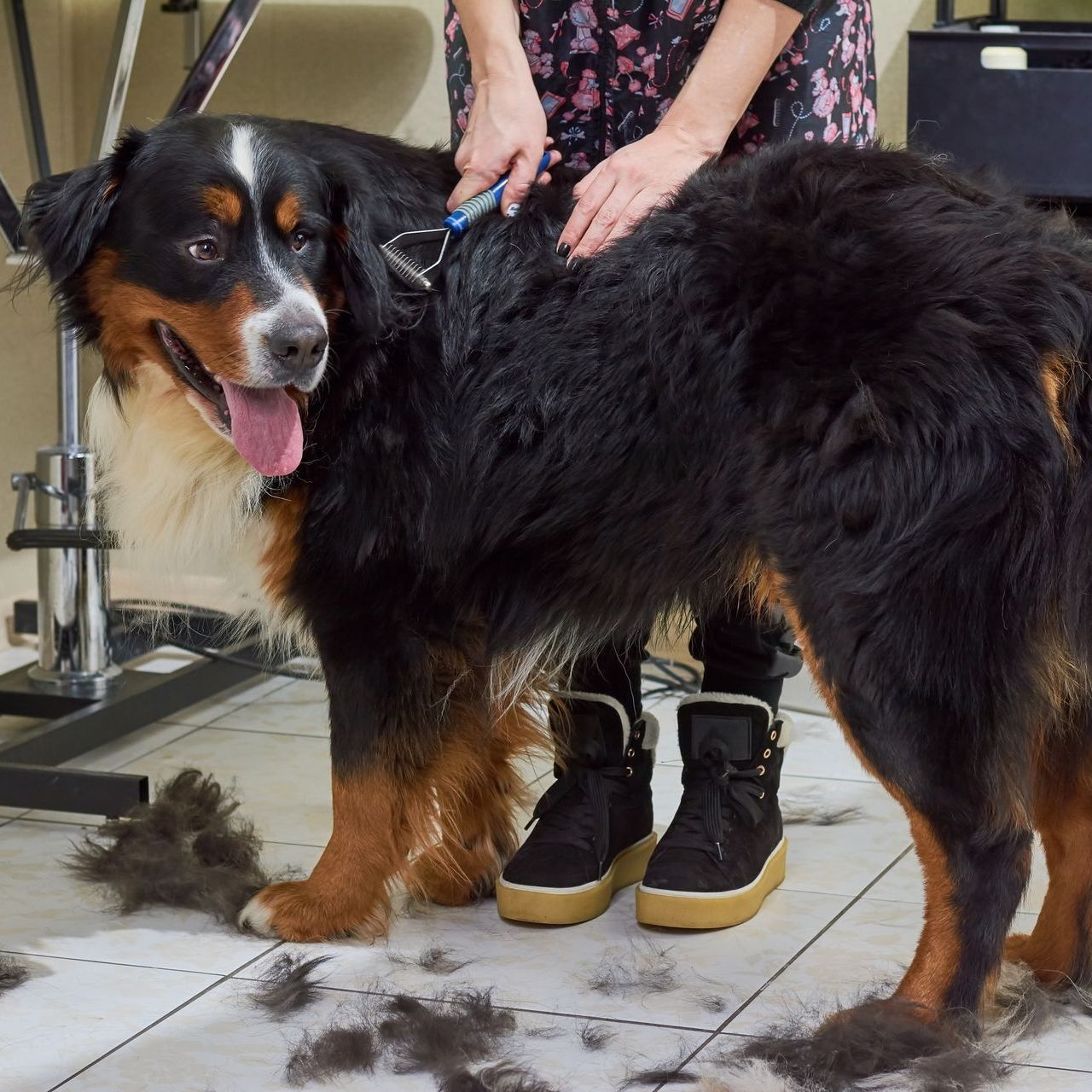 A groomer uses a tool to brush a Bernese Mountain Dog, with fur clippings scattered on the floor.