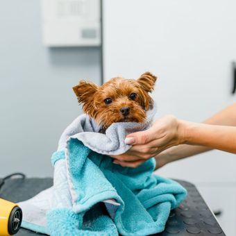 A small brown dog wrapped in a light blue towel, being gently held by a person in a grooming space.