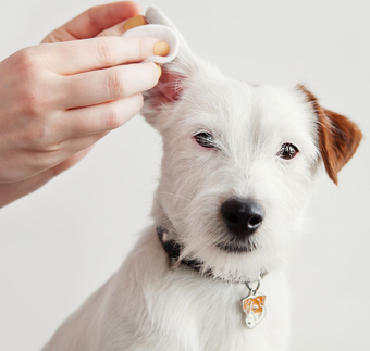 A person holding a grey British Shorthair cat while carefully trimming its claws with specialized clippers.